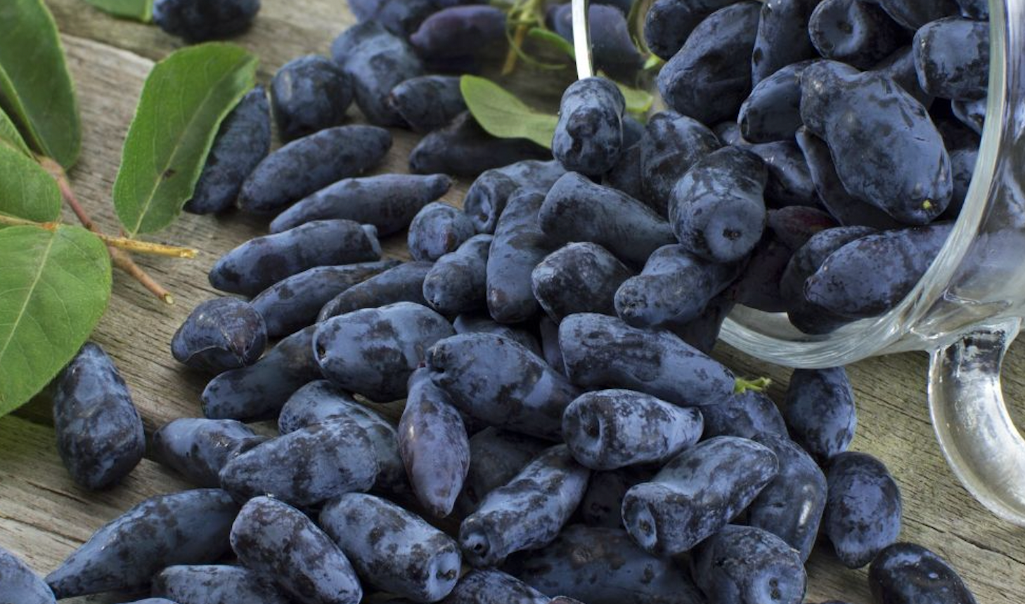 Haskap berry can boost endurance runners’ performance by ‘gamechanging